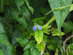 Rungia taiwanensis