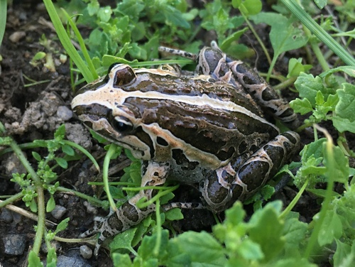 Mediterranean Painted Frog, Carrer Font Pudosa, Sant Climent Sescebes, Catalonia, ES, photo 6 of 10