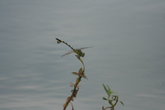 Sinictinogomphus clavatus