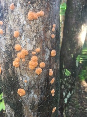 Aleurodiscus ochraceoflavus