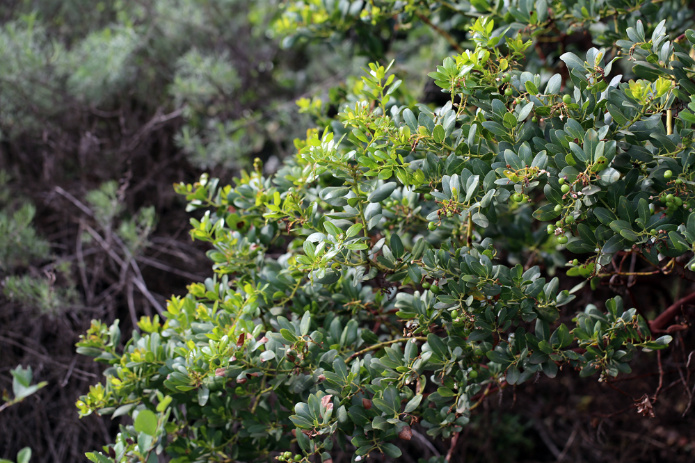 Arctostaphylos insularis; photograph (c) Steve Matson, some rights reserved (CC BY)