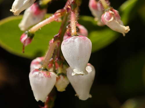Canyon Sparkles Manzanita fruiting