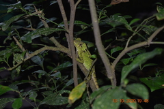 Gonocephalus kuhlii