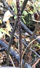 Rosa × palustriformis