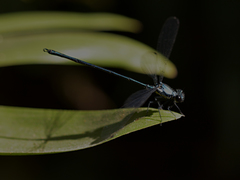 Austroargiolestes elke