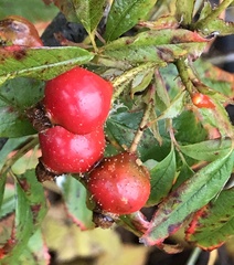 Rosa × palustriformis