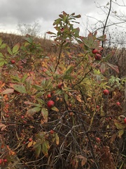 Rosa × palustriformis