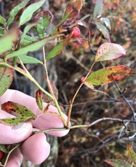 Rosa × palustriformis