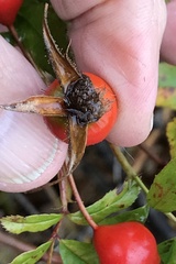 Rosa × palustriformis