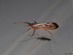 Platycentropus radiatus