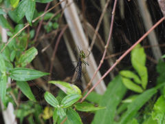 Leucauge celebesiana