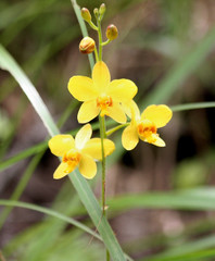 Spathoglottis pubescens