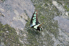 Graphium cloanthus
