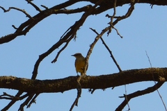 Machetornis rixosa