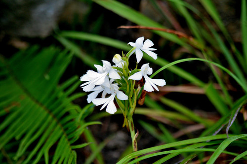 Habenaria dentata iNat (2)