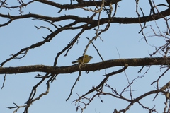 Machetornis rixosa