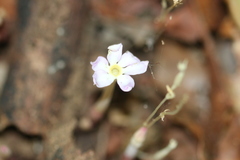 Voyria truncata