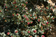 Arctostaphylos luciana