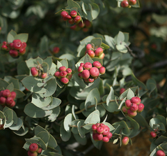 Arctostaphylos luciana