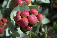 Arctostaphylos luciana