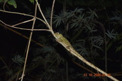 Gonocephalus kuhlii
