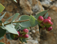 Arctostaphylos luciana