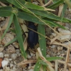 Tentyria grossa