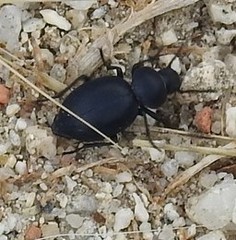Tentyria grossa