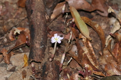 Voyria truncata