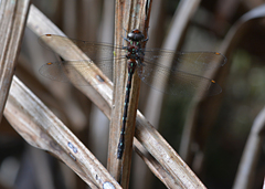 Austroaeschna eungella