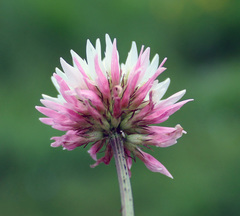 Trifolium ambiguum