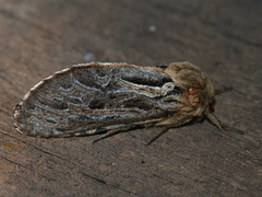 Oncopera fasciculatus