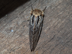 Oncopera fasciculatus