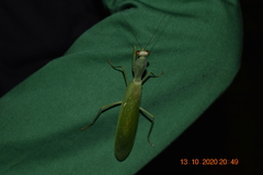 Rhombodera lingulata