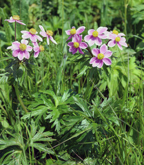Anemonastrum fasciculatum