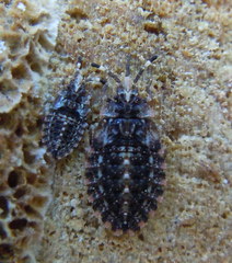 Aradus versicolor