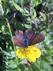 Tharsalea dorcas claytoni