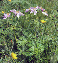 Anemonastrum fasciculatum