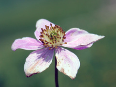 Anemonastrum fasciculatum