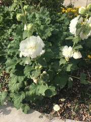 Alcea rosea