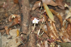 Voyria truncata