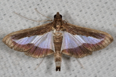 Diaphania infimalis