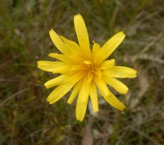 Microseris walteri