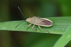 Catorhintha selector