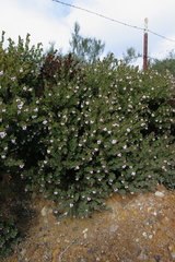 Arctostaphylos myrtifolia