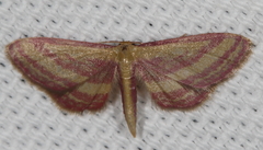 Leptostales laevitaria