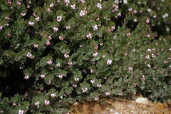 Arctostaphylos myrtifolia