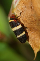 Prosapia simulans