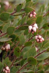 Arctostaphylos myrtifolia