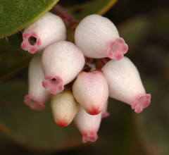 Arctostaphylos myrtifolia